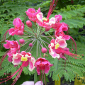 Flamboyant nain rose - Caesalpinia pulcherrima - 2 à 3m